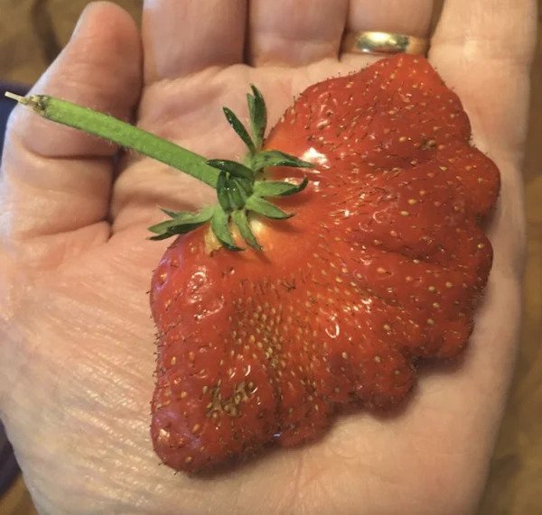 oddities - cool stuff - strawberries