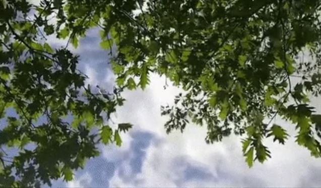 Epic Brain Farts - wind in trees gif