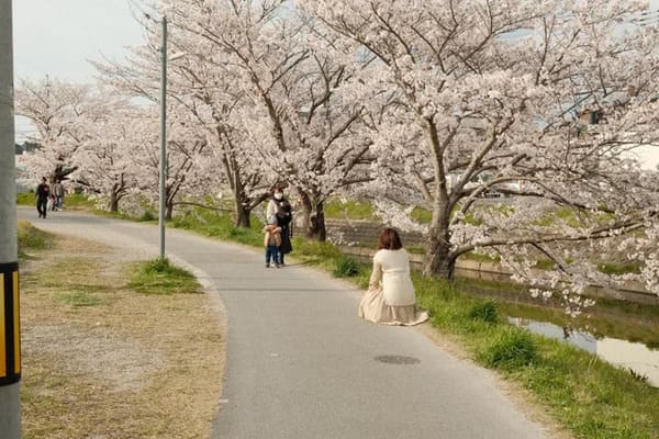 Strange Perspective - cherry blossom