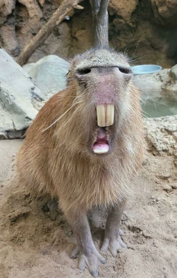 Strange Perspective - capybara yawning