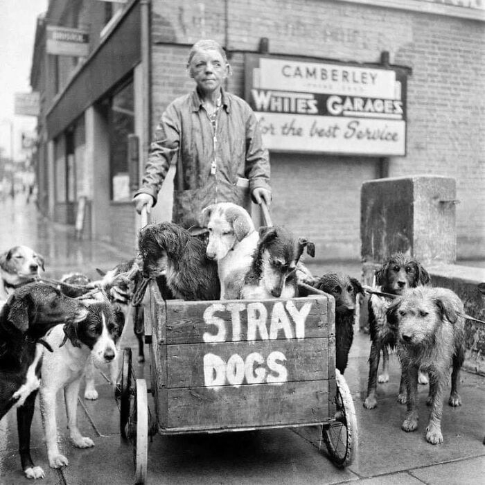 historical photos - camberley kate dogs - Camberley Wales Garages for the best Service Stray Dogs