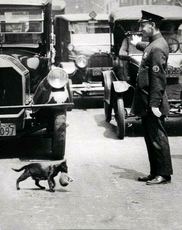 historical photos - policeman stops traffic for cat - 60