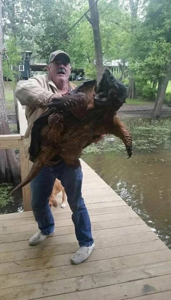 Cursed Images - giant snapping turtle