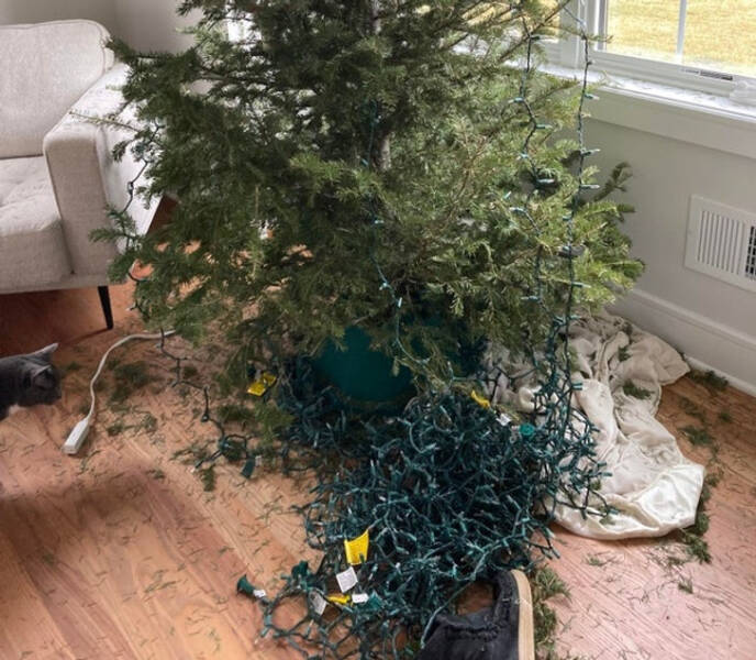 “I asked my wife if she could take down the lights on the Christmas tree while I was at work. This is what I came back to.”