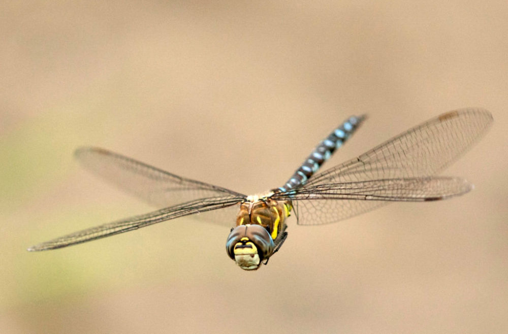 Fun Facts - killer dragonfly