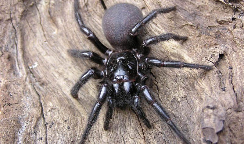 Fun Facts - sydney funnel web spider