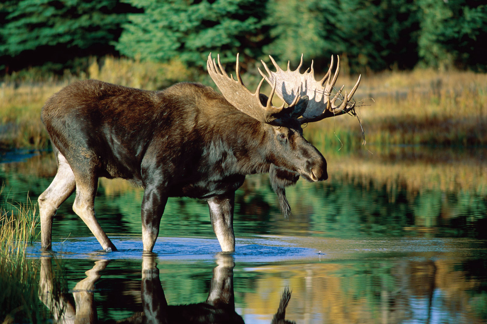 Fun Facts - hd wallpaper moose