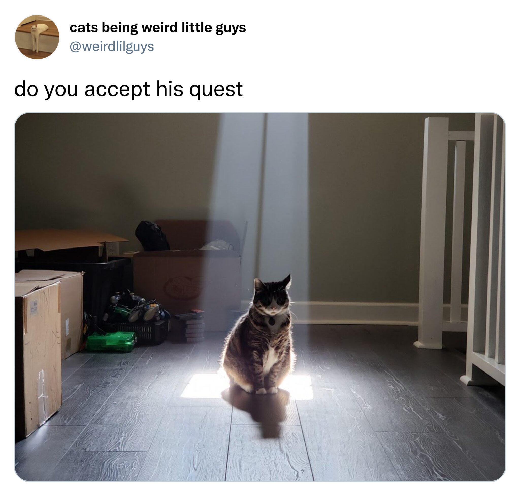 funny tweets - cat - cats being weird little guys do you accept his quest