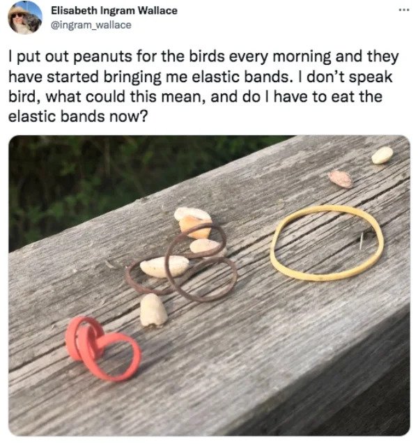 funny tweets - wood - ... Elisabeth Ingram Wallace I put out peanuts for the birds every morning and they have started bringing me elastic bands. I don't speak bird, what could this mean, and do I have to eat the elastic bands now?