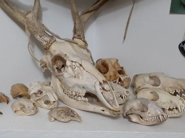 “Skulls. At Least 50 Species, And Over 100 Total.”