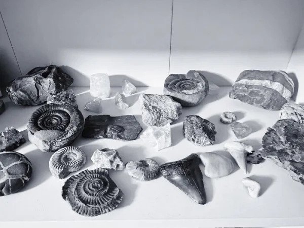 Rocks And Fossils