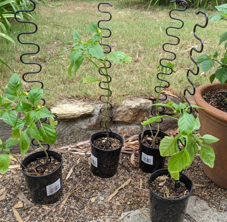 “Seems those old couch springs make for pretty good plant climbers.”