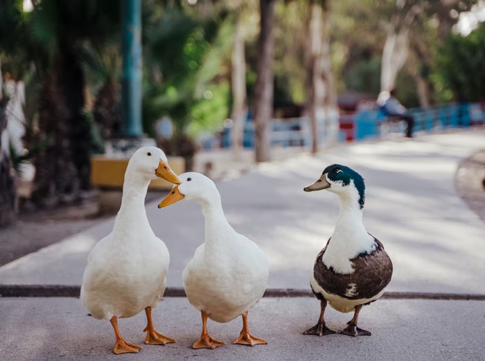 You can just take ducks from a park, the police won’t stop you.