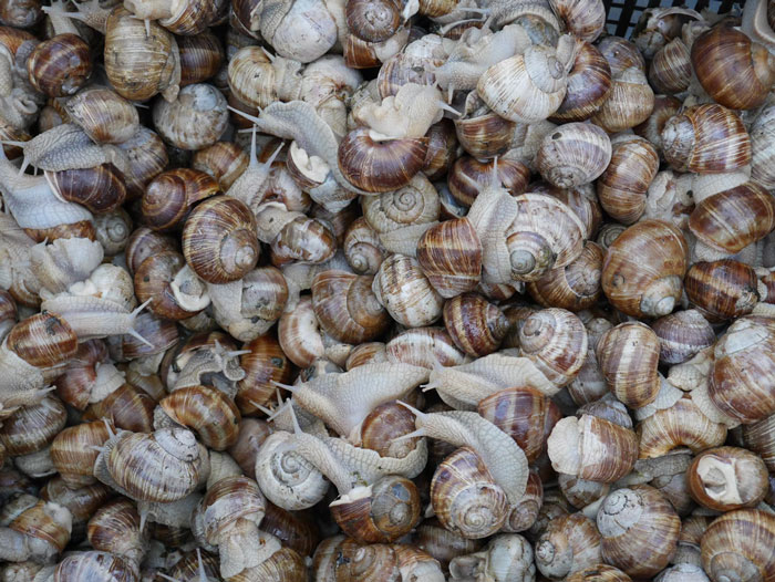 I have actually been a terrible neighbor, it's something I actually still feel a little bad about (sort of). Basically where we lived we would get a lot of snails when it rained, I mean buckets full of them, it was a ritual of my mothers to go out and collect them all and 'dispose' of them 'humanely' with a brick.

Being a 6 year old I absolutely loved snails and would feel really bad for the little guys and would go out and grab as many as I could in order to 'save' them, of course it made sense for me to simply throw them over the fence into my neighbor's yard where they could go live happily. It was only much later that I overheard a conversation between my neighbor and my mother in which she was saying all her roses had been almost destroyed by snails, the even worse part was apparently they belonged to her husband (the roses) who had passed away so they held a lot of sentimental value.

After that the snails got 'released' to the house behind us who my mum didn't like so no one was none the wiser.

Sorry lady neighbor I hope your roses grew back okay.