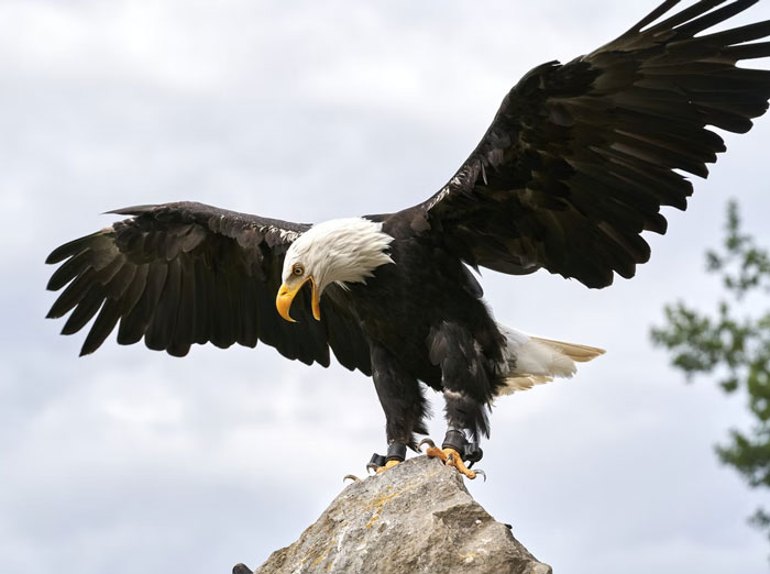 We live near a protected area for endangered animals. One of the animals that the sanctuary is meant to protect is bald eagles. Since we live next to a field, it's pretty common for an eagle to sit on our porch and disembowel its rabbit for dinner. We have a neighbor that keeps calling the cops on us because the bird is on our property and claims it is traumatizing his innocent children. He treats us like we're the ones murdering fluffy bunnies for our own amusement.