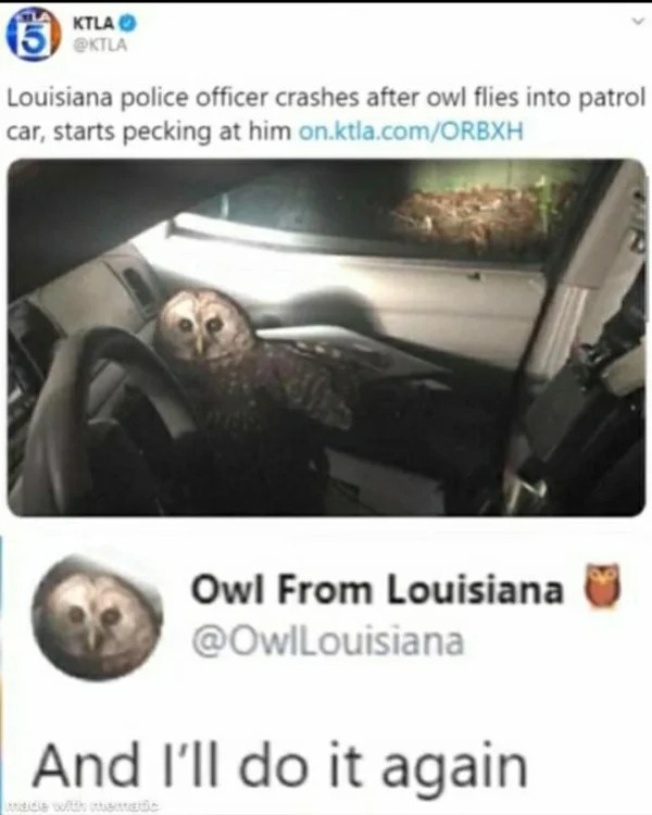 hold up - hol up - owl flies into police car - Ktla Louisiana police officer crashes after owl flies into patrol car, starts pecking at him on.ktla.comOrbxh Owl From Louisiana And I'll do it again