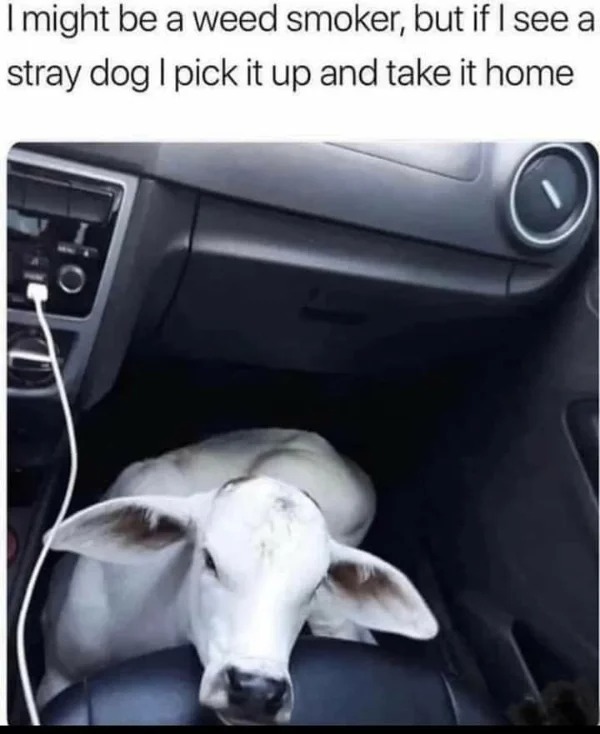hold up - hol up - baby cow in a back seat - I might be a weed smoker, but if I see a stray dog | pick it up and take it home