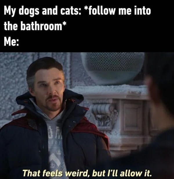 relatable memes - feels weird but i ll allow it meme - My dogs and cats me into the bathroom Me That feels weird, but I'll allow it.
