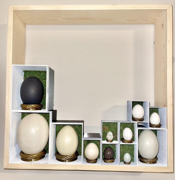 “I collect different bird species’ eggshells. Need to collect enough to fill the display!”