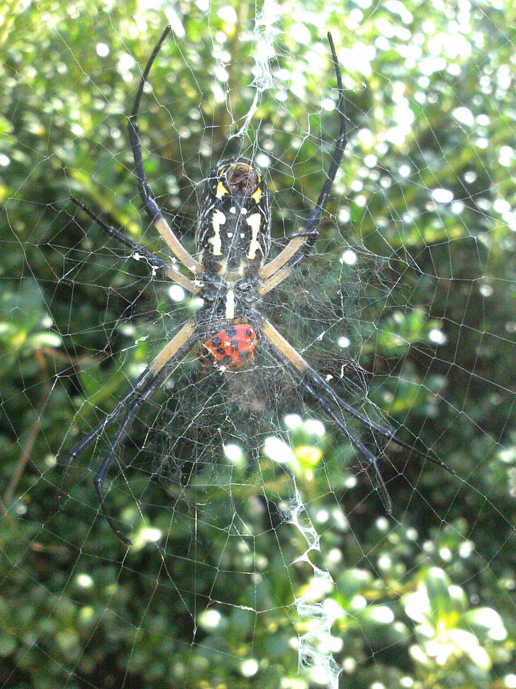 spider web