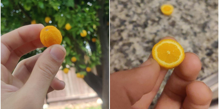 citrus