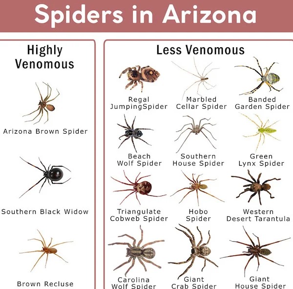 cool guides - infographics - common spiders in california - Spiders in Arizona Highly Venomous Less Venomous Regal Marbled Banded Jumping Spider Cellar Spider Garden Spider Arizona Brown Spider Beach Southern Wolf Spider House Spider Green Lynx Spider Sou