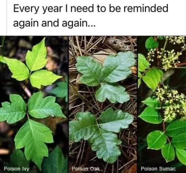 cool guides - infographics - poison ivy oak sumac - Every year I need to be reminded again and again... Poison Ivy Poison Oak Poison Sumac