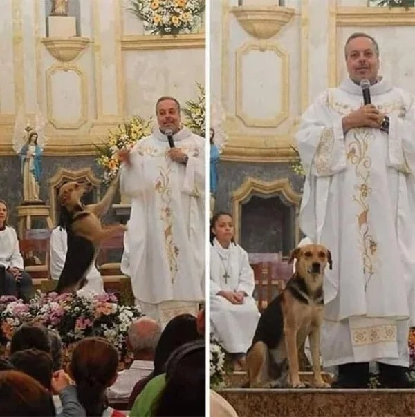 “Brazilian priest João Paulo Araujo Gomes, from the Diocese of Caruaru, takes abandoned dogs off the streets, feeds them, bathes them, and then presents a dog to each mass, to be adopted. Dozens of stray dogs already have a home thanks to the priest.”