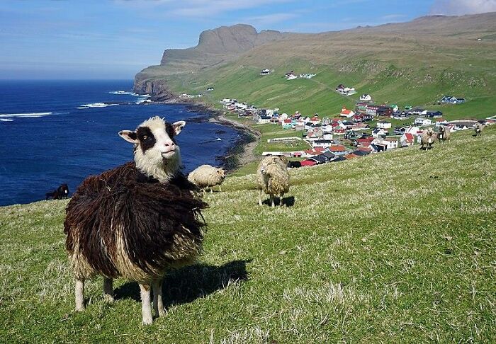 Faroe Islands. More sheep than people in my country.