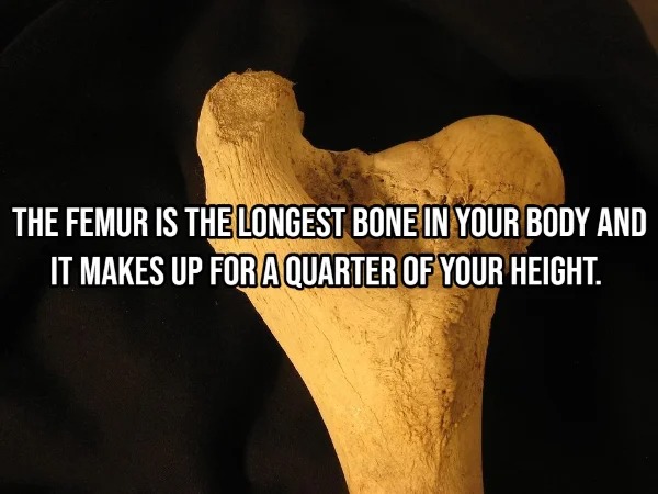 17 Fascinating Facts About The Human Body.