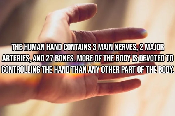 17 Fascinating Facts About The Human Body.