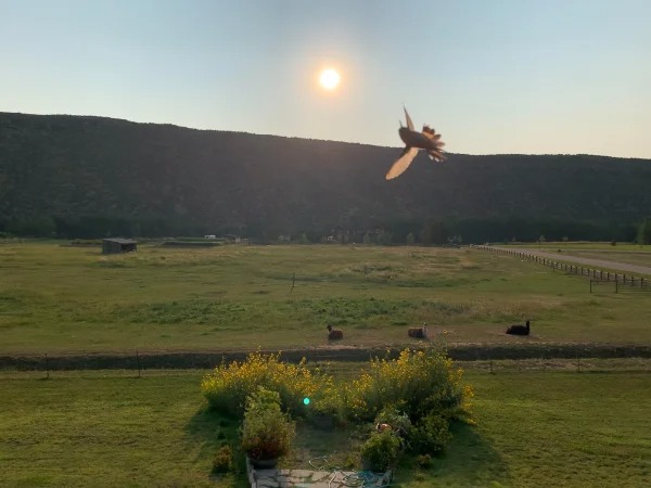 “Tried to get a picture of the view from the place I was staying at but a hummingbird flew into my face at the exact moment.”