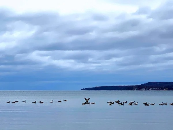 “Cleared For Takeoff” Picture of a Canadian Goose taking off in Little Traverse Bay near Petoskey, Michigan”