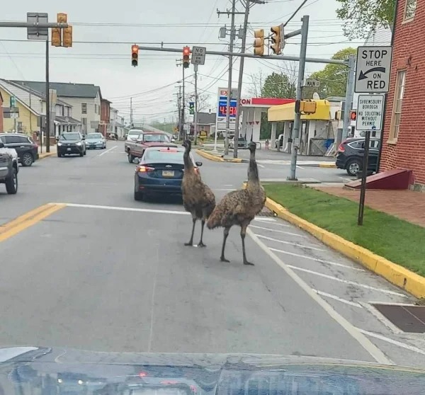 “A pair of pet Emus escaped in my old hometown in PA, USA.”