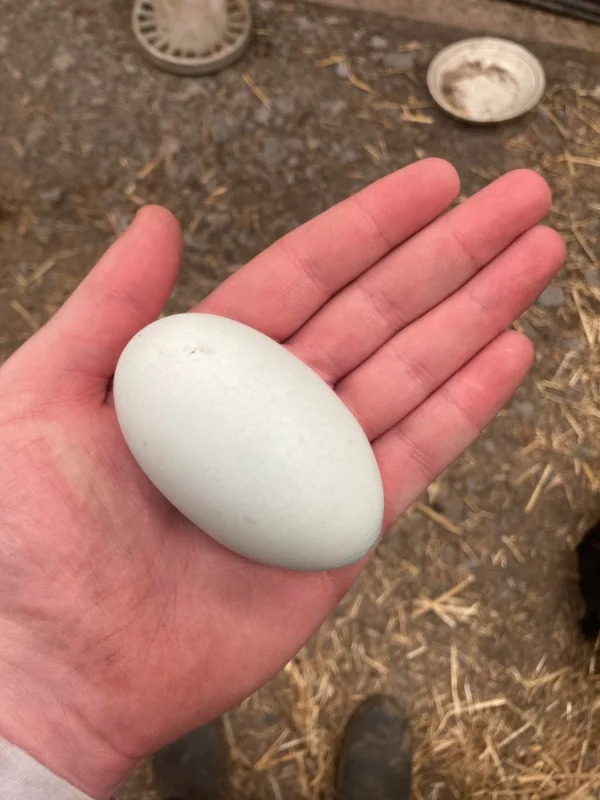 “This long egg I found at work.”