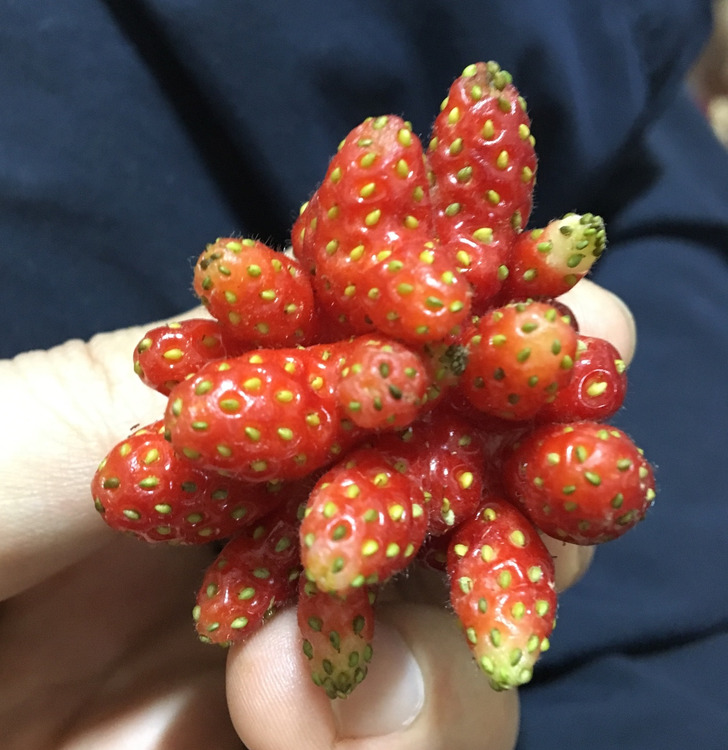 “An oddly-shaped strawberry”