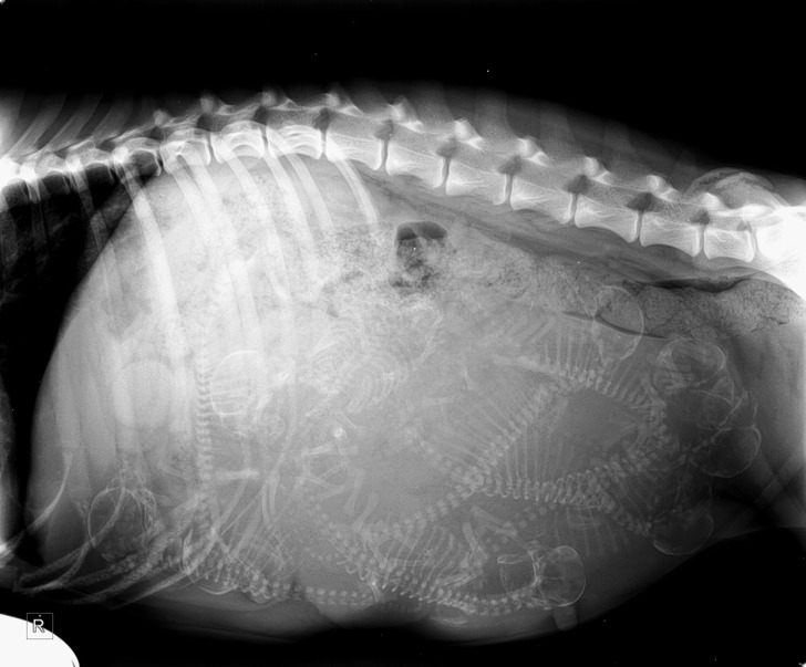 “An X-ray of my sister’s pregnant dog”