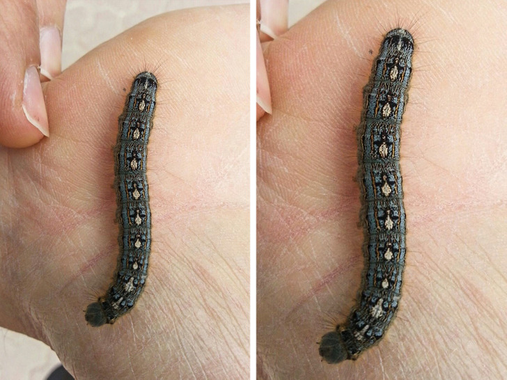 “This caterpillar looks like it has tiny penguins on its back.”