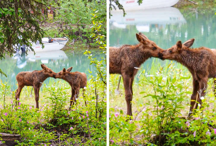 “My dad took this picture of 2 moose sharing a sweet kiss while camping in Alaska.”