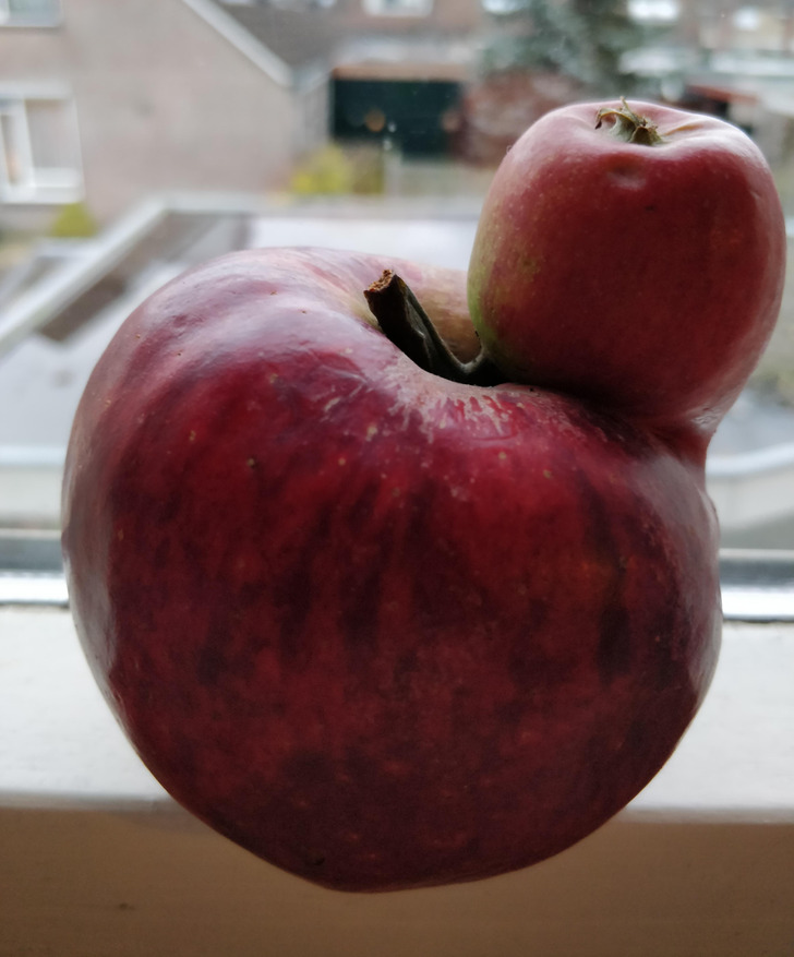 “This apple has an apple growing out of it.”