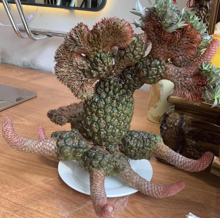 “This is a crested pineapple. This is a condition you might be more familiar with in cacti, but it’s possible in many plants.”