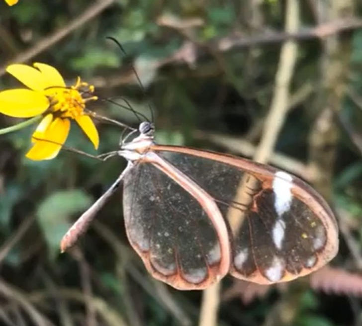 “A glasswing butterfly I saw today while hiking”