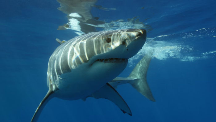 freaky facts - Sharks have been around for at least 420 million years, meaning they have survived four of the “big five” mass extinctions. That makes them older than humanity, older than Mount Everest, older than dinosaurs, older even than trees. Yet we c