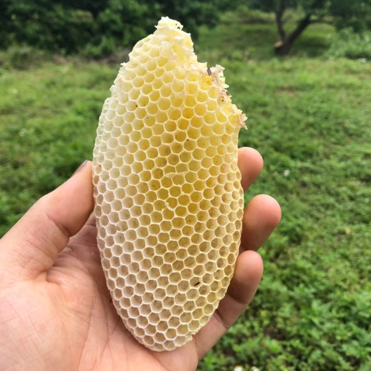 fascinating things found --  honeycomb - .