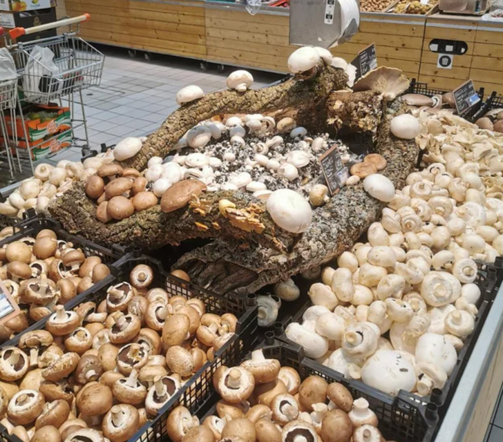 fascinating things found - edible mushroom