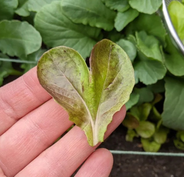 fascinating things found - leaf