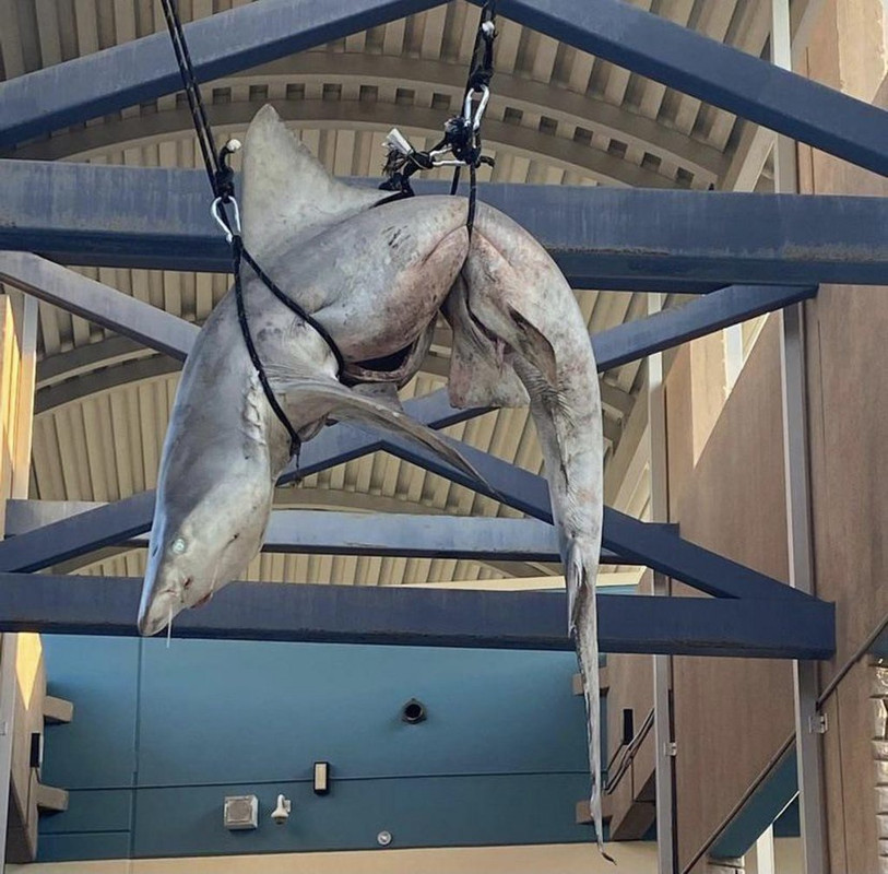 fascinating things found - shark hanging from school