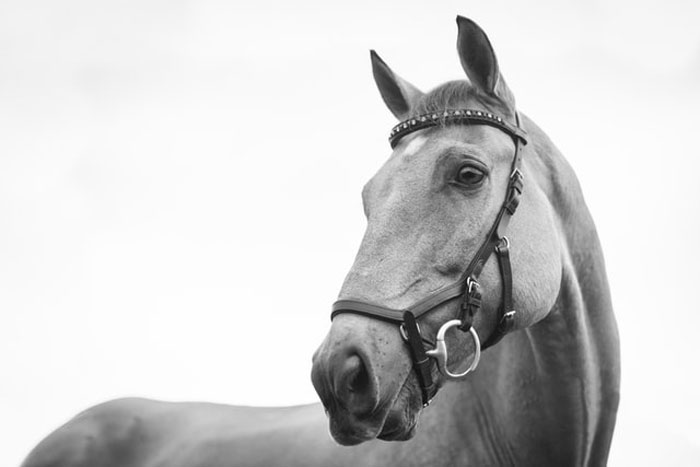 fun facts - grey horse photography