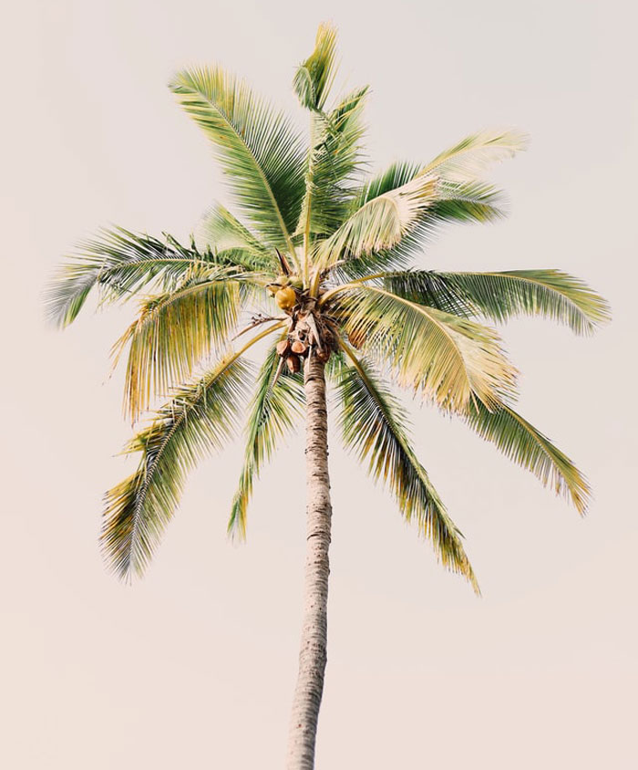 fun facts - cute backgrounds palm tree