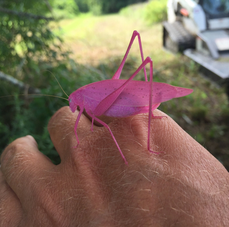 Cool Things People Found - pink grasshopper